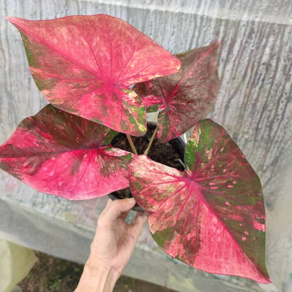 หลวงตาเมือง ไม้แรร์ปี65 บอนสี Caladium
