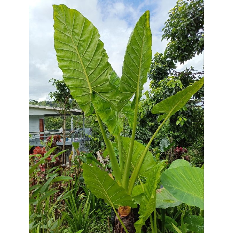 บอนกระดาษยักษ์เขียว บอนภูเขา บอนโหรา ต้นใหญ่ยักษ์ Alocasia Macrorrhiza บอนกระดาดยักษ์ บอนกระดาด