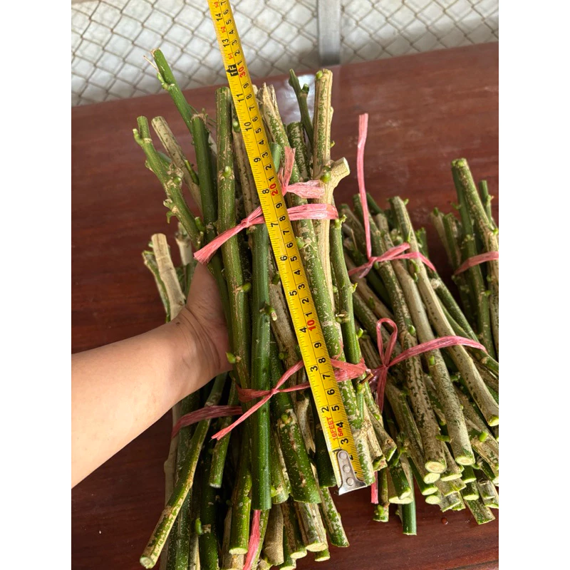 ชะอมไร้หนาม(หนามน้อย) 40 กิ่งสด พร้อมปักแตกรากได้ทันที