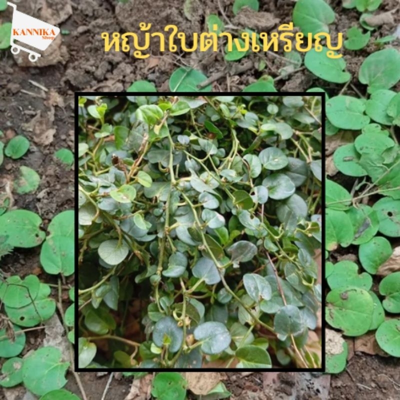 หญ้าใบต่างเหรียญ 1 กิโลกรัม ถอนสดจัดส่งทันที ชุบน้ำยาเร่งรากทุกออเดอร์ ราคาถูกๆ