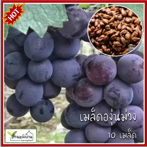 10 เมล็ด องุ่นม่วง เมล็ดพันธุ์องุ่นม่วง เมล็ดองุ่นม่วง