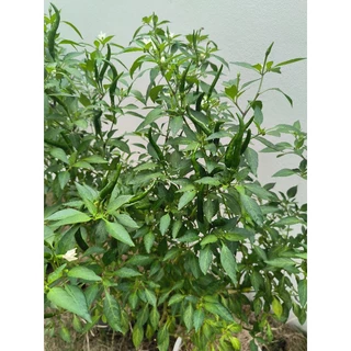 🌱เมล็ดพริกชี้ฟ้า 30เมล็ด (ซื้อ5แถม1คละได้)