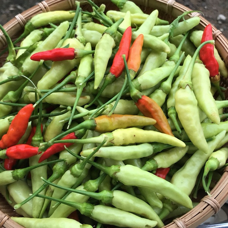 เมล็ดพันธุ์ พริกกะเหรี่ยง 30 เมล็ด [ 10แถม2 ] คละได้