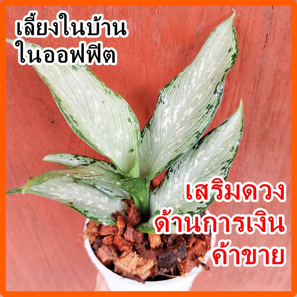 ไม้มงคล เลี้ยงในบ้าน อุดมทรัพย์ เสริมดวงทางด้านการเงิน กระถางขาว+จานรอง