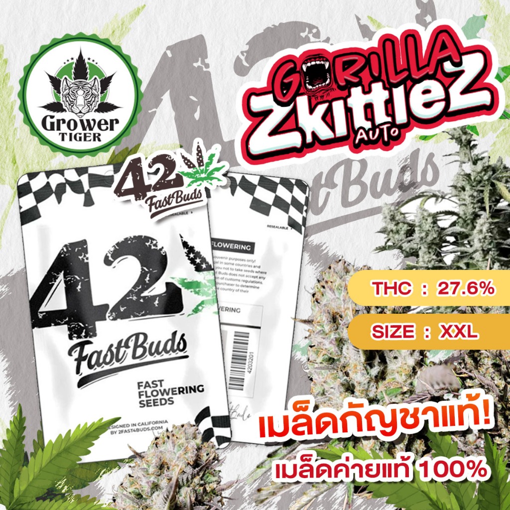 Gorilla Zkittlez Auto #เมล็ดกัญชา #fastbud #fastbud420 #เมล็ดกัญชาแท้