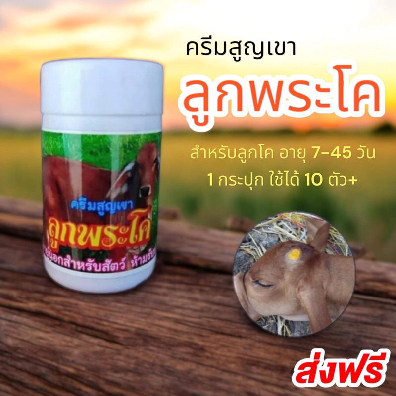 ครีมสูญเขาลูกพระโค ครีมป้ายเขา กระปุก 50 กรัม