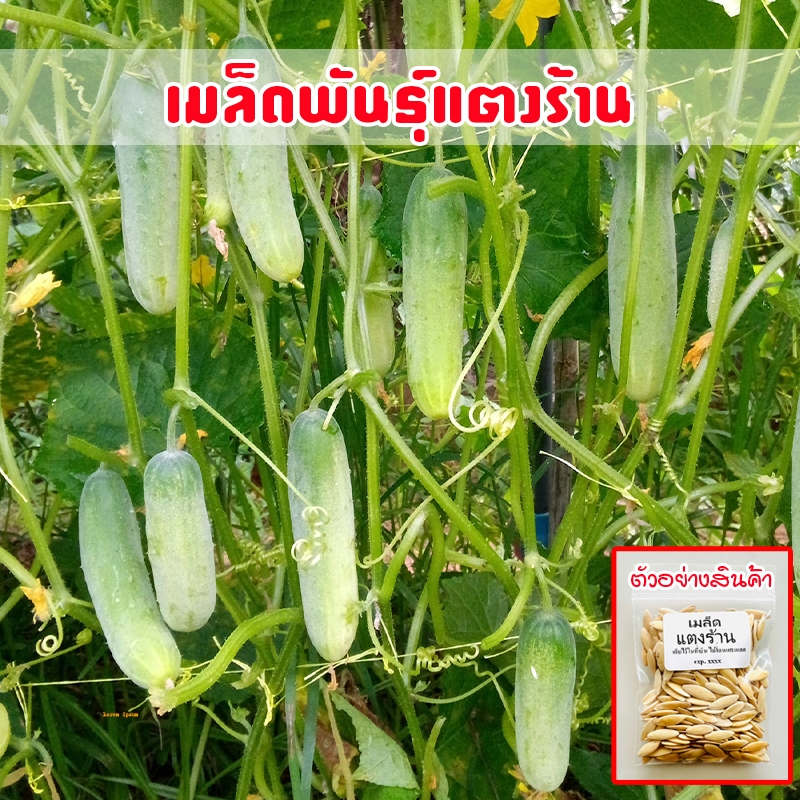 เมล็ดพันธุ์แตงร้าน 40-100 เมล็ด ปลูกได้ทุกพื้นที่ อัตรางอกดี [ซื้อ 10 แถม 1 คละได้]