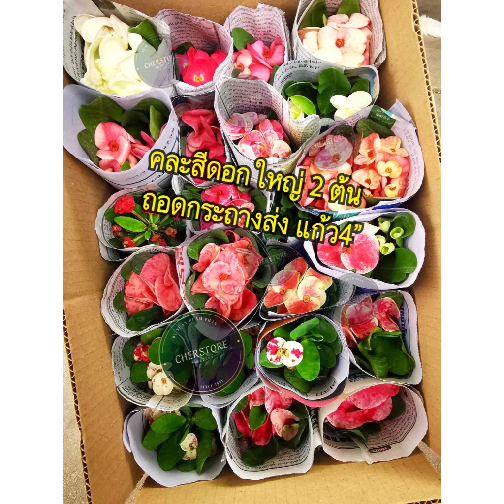 ต้นโป๊ยเซียนคละสี 2 ต้น ราคา 95.- ดอกกลางและดอกใหญ่(โป๊ยเซียนสวนรวมพันธ์ุ)