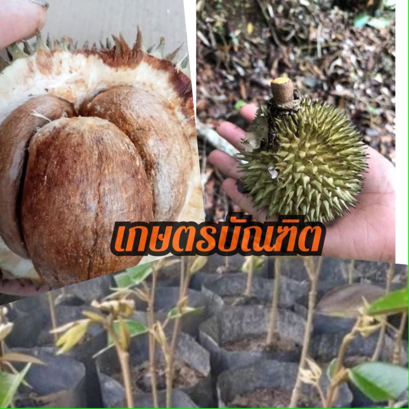 เม็ดเมล็ดทุเรียนป่าหรือทุเรียนนก