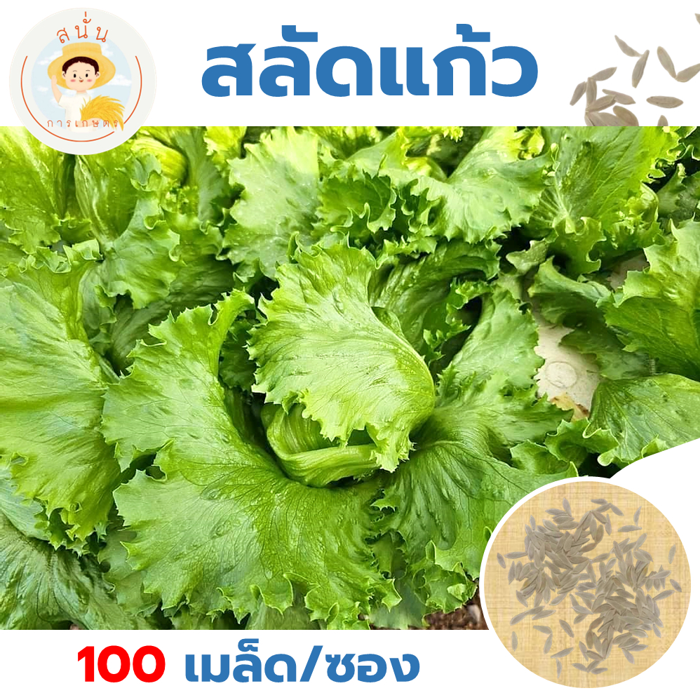 เมล็ดพันธุ์ ผักสลัด ผักกาดแก้ว (Iceberg Lettuce) สลัดแก้ว ใบเขียวกรอบ ทรงพุ่มใหญ่ (1 ซอง 100 เมล็ด)