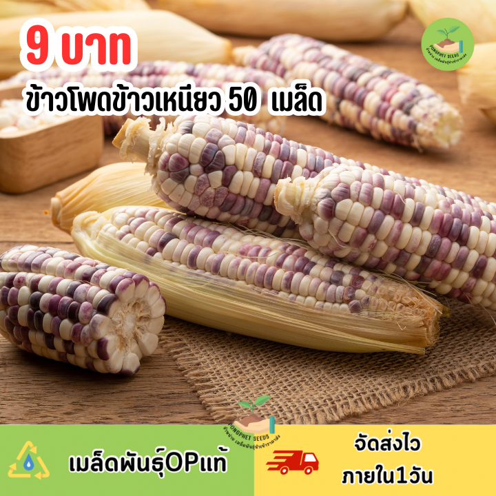 9 บาท เมล็ดข้าวโพดข้าวเหนียว บรรจุ 50 เมล็ด