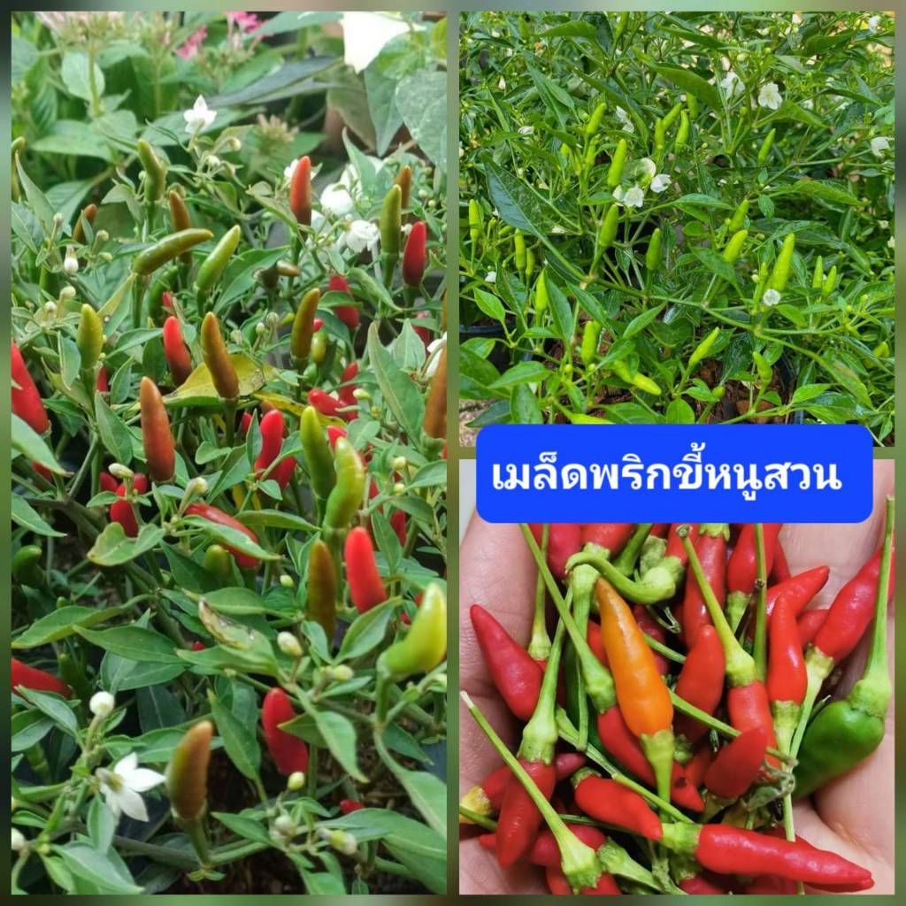 เมล็ดพันธุ์พริกขี้หนูสวน 100 เมล็ด พริกขี้หนู พริกเผ็ด เมล็ดผักสวนครัว เมล็ดพันธุ์แท้