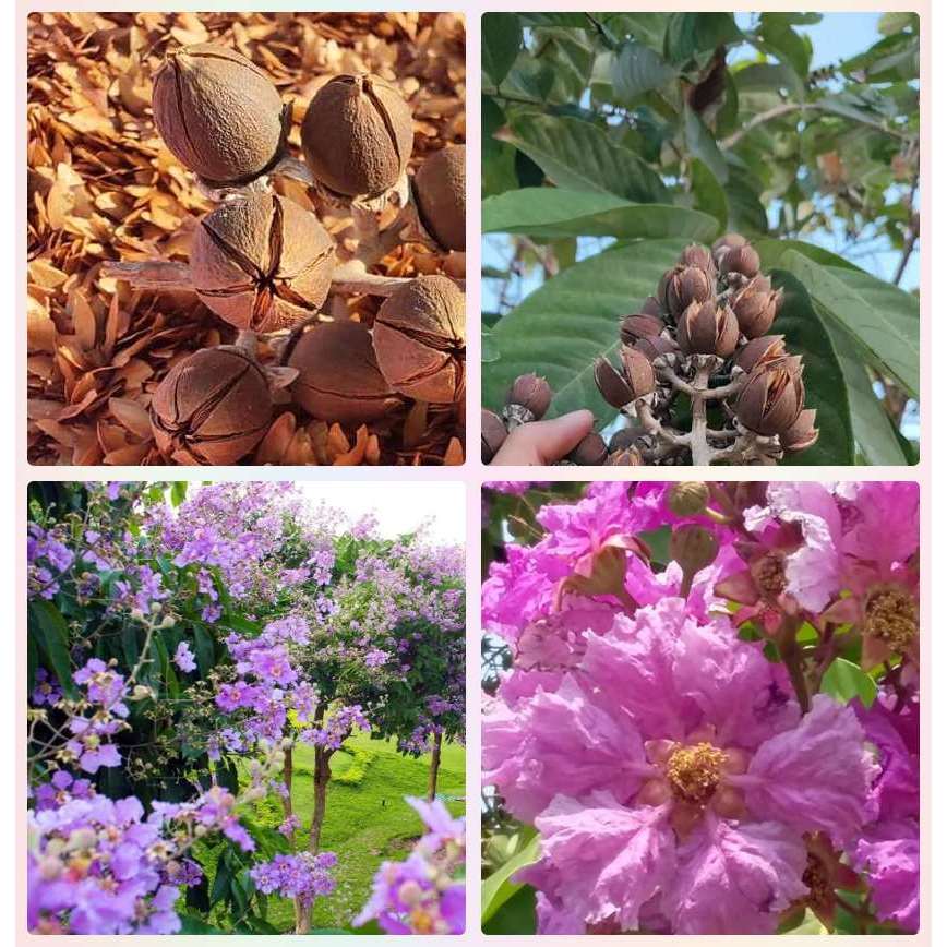 เมล็ดพันธุ์อินทนิล 300 เมล็ด อินทนิลเป็นต้ันไม้ผลัดใบ ดอกมีสีม่วง หรือ ชมพูสด แผ่เรือนยอดเป็นทรงพุ่มสวยงาม