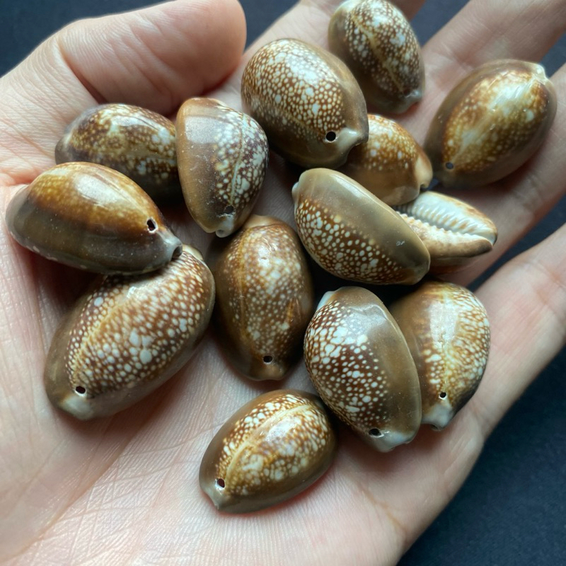 หอยเบี้ยแก้แท้ขนาด 2-4CM ถุง 12 ตัว 69 บาทหอยแท้ธรรมชาติ SNOW