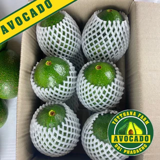 2กิโลกรัม)อโวคาโด้ พันธุ์ บูท7 ใหญ่ 3-4ลูก/โล พร้อมส่งทั่วไทย