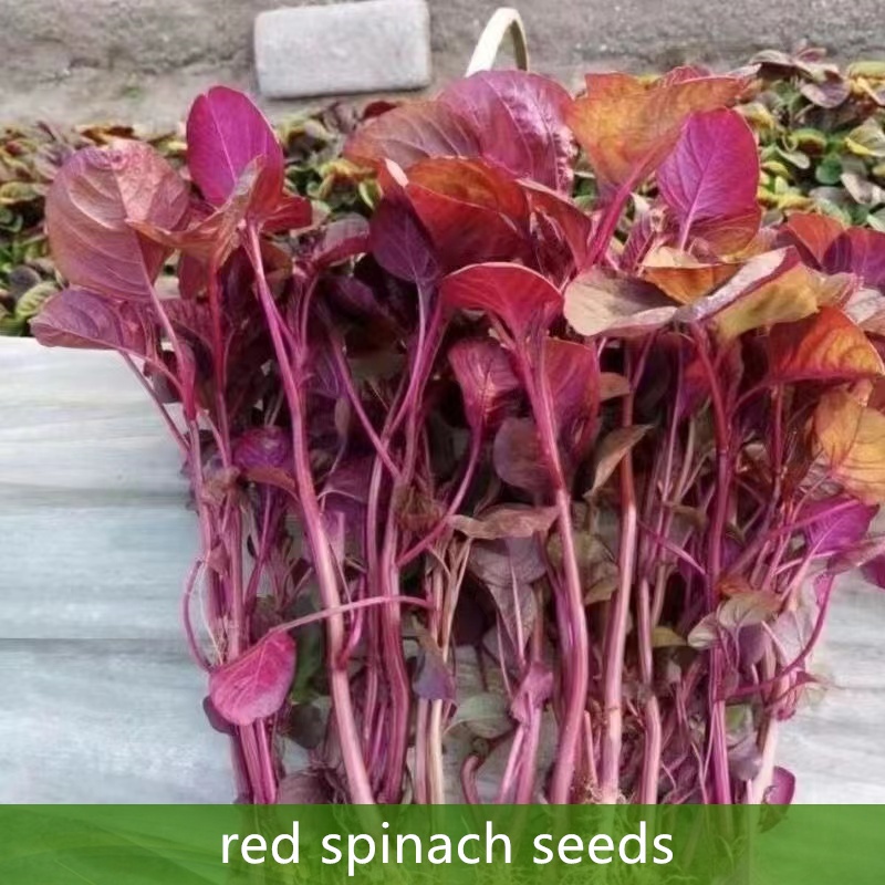 การปลูกในร่ม เมล็ดผักผักโขมแดง 1000 เมล็ด( Thai red spinach seeds)ปลูกง่าย อัตราการงอกสูง การปลูกแบบได้ผลผลิตเร็ว