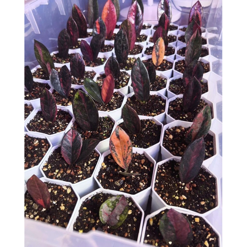 กวักมรกตดำด่างชมพู(Pink & Black Variegated ZZ Rare Zamioculcas Zamiifolia)