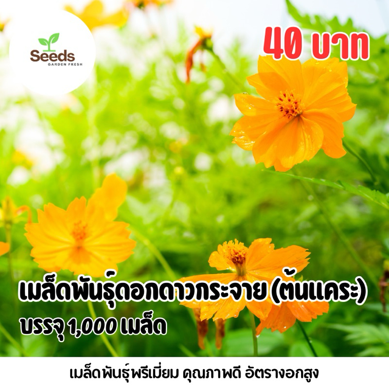 เมล็ดพันธุ์ ดอกดาวกระจายสีส้มเหลือง (ต้นแคระ) บรรจุ 1,000 เมล็ด ราคา ถูกที่สุด ดีลบีเคเค