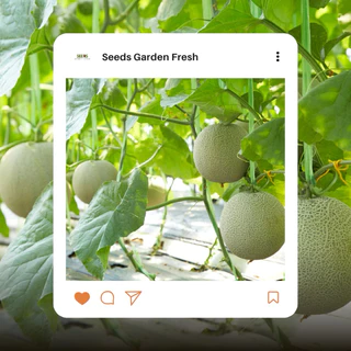 เมล็ดพันธุ์ เมล่อน Melon บรรจุ 10 เมล็ด [Seeds Garden Fresh]