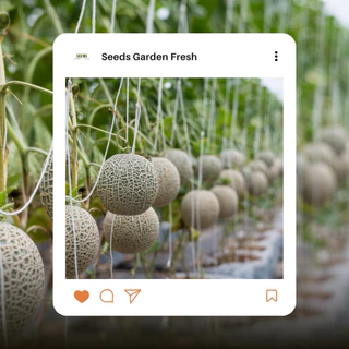 เมล็ดพันธุ์ เมล่อน Melon บรรจุ 10 เมล็ด [Seeds Garden Fresh]