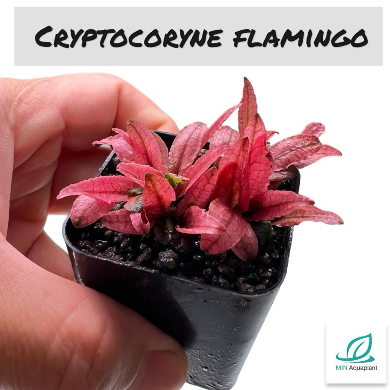 คริปฟลามิงโก้ใบน้ำ cryptocoryne flamingo พอทนึง 3ต้น