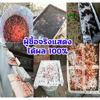 【100แพ็ค】ผงไข่เน่า เหยื่อล่อแมลงวัน ไล่แมลงวัน ผงไข่เน่า ใช้ฆ่าแมลงวันบ้าน ได้ผลดีมาก ผลที่ยั่งยืน ผงดัก