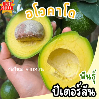 อโวคาโด พันธุ์ปีเตอร์สัน เนื้อแน่น อร่อย อะโวคาโด้ ผลไม้สด ตามฤดูกาล เก็บสดใหม่จากสวนเอง อโวคโด แฮส พิงค์เคอตัน พร้อมส่ง