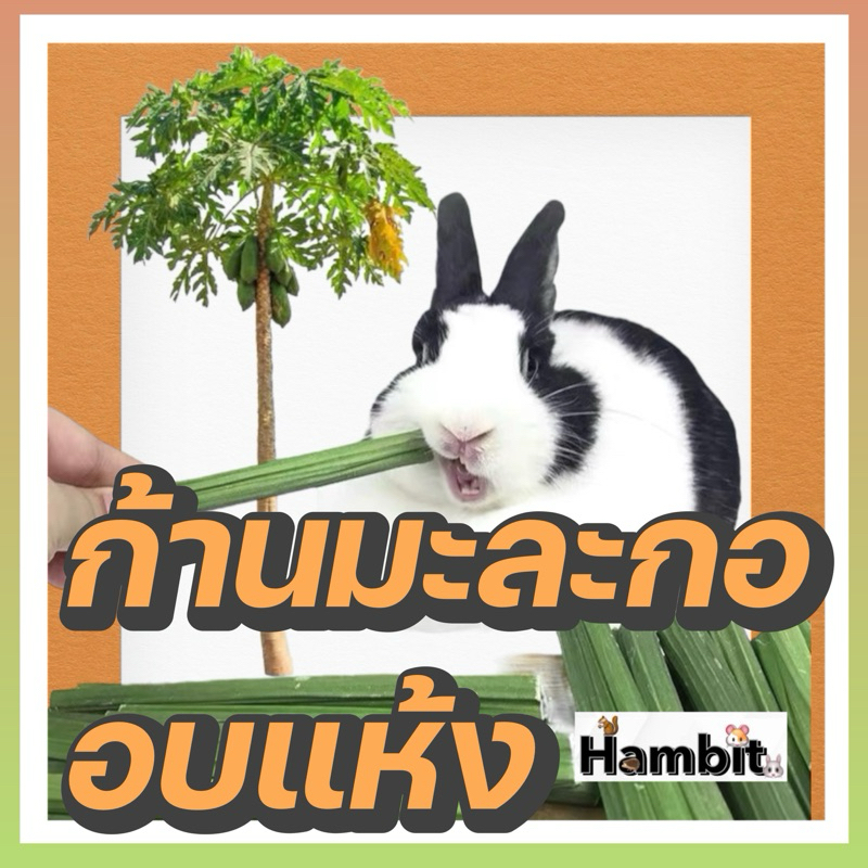 Hambit. ก้านมะละกออบแห้ง สำหรับกระต่าย ไฟเบอร์สูง ช่วยขับขนออกจากปอดกระเพาะของกระต่าย ขนมกระต่าย ขนมแกสบี้ ขัดฟัน