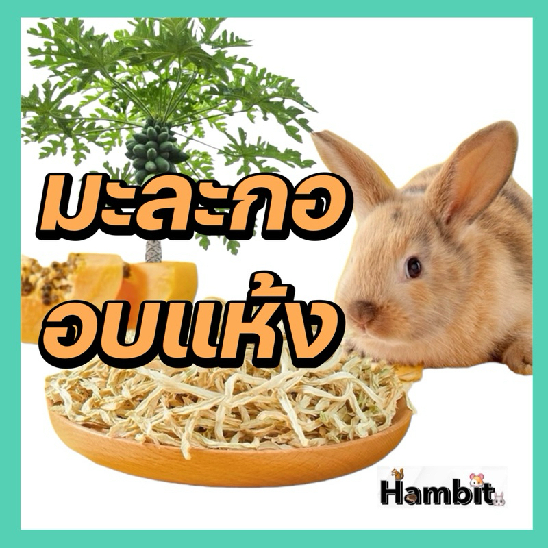 Hambit. มะละกออบแห้ง สำหรับ กระต่าย ชินชิล่า แกสบี้ ช่วยเพิ่มไฟเบอร์ ขับขนออกจากร่างกาย