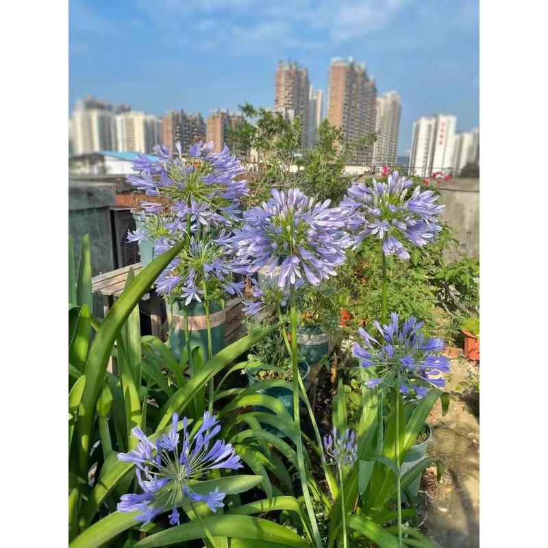อะกาเพนทัส ฟ้าเข้ม (Agapanthus Blue Thunder)