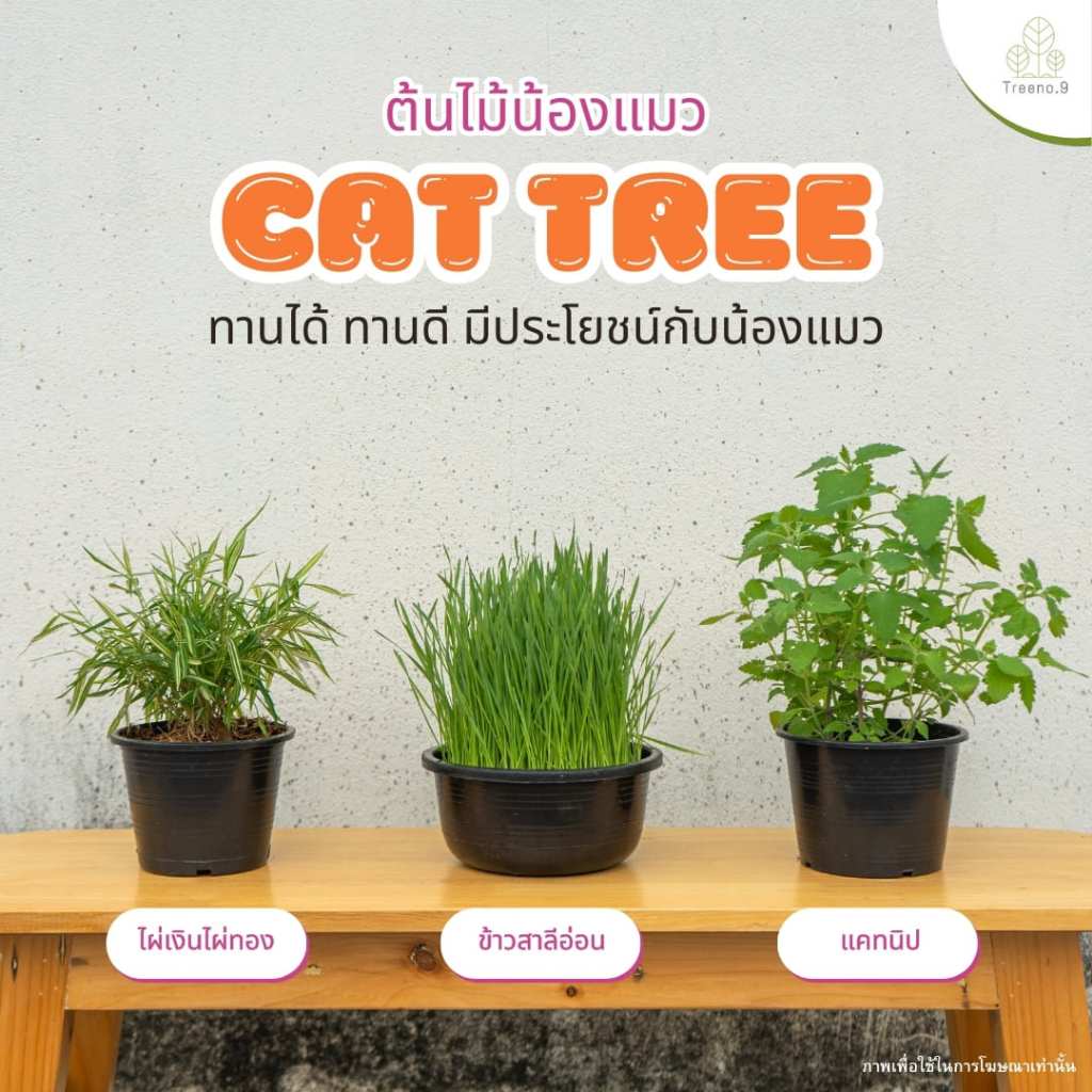 Treeno.9 T280 ต้นไม้น้องแมว Cat Tree (แคทนิป ไผ่แมว ข้าวสาลีอ่อน) น้องแมวชอบมากกระถาง 6-8 นิ้ว / สูง 20-30 ซม. (สมุนไพร)