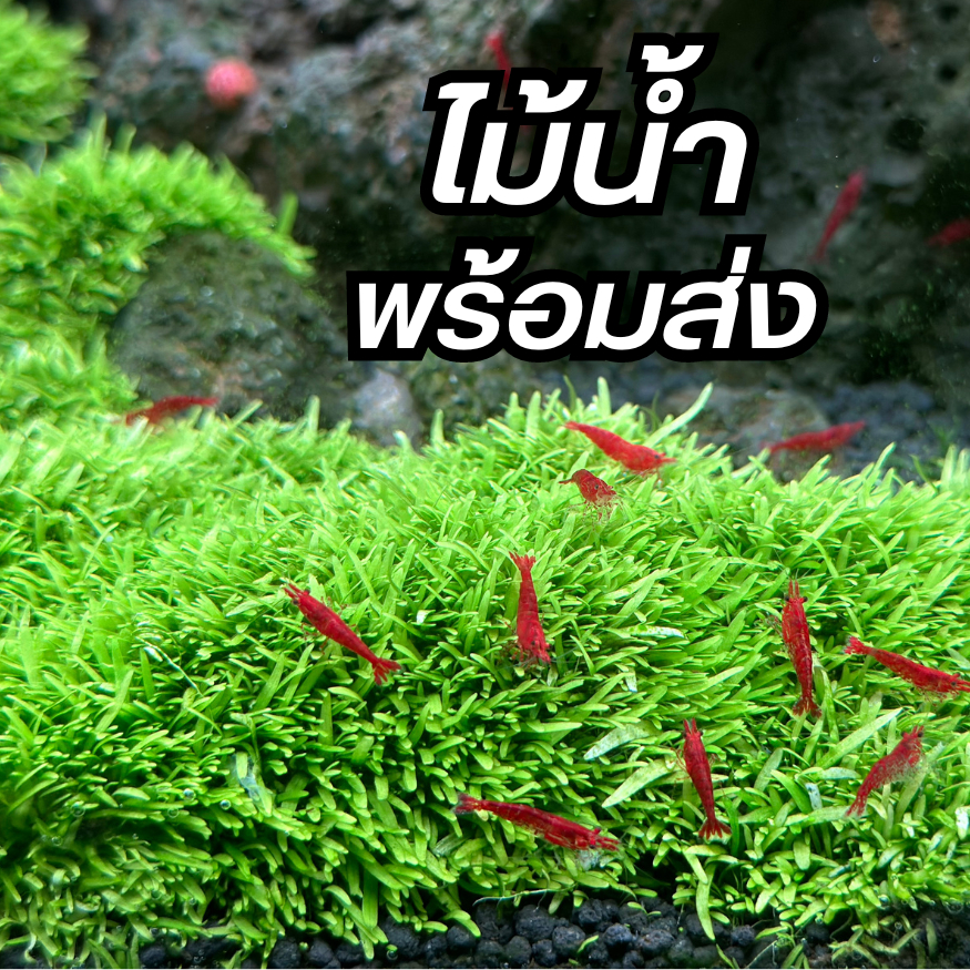 ไม้เนื้อเยื่อ ไม้น้ำ ต้นไม้น้ำ (พร้อมส่ง) ไม้เนื้อเยื่อคุณภาพดี