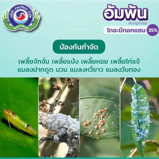 แอมเพล 1ลิตร ไทอะมีทอกแซม กำจัดแมลง ปากดูด เพลี้ยแป้ง เพลี้ยหอย ปุยฝ้าย กระโดด แมลงหวี่ขาว แมลงวันทอ