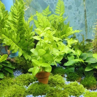 ลานไพลิน ( Bacopa caroliniana) เต้นไม้น้ำ เขียวสดสวย ส่งพร้อมกระถาง ต้นไม้ตกแต่งตู้ปลา (ต้นไม้เข้าใหม่ทุกวันพุธ)