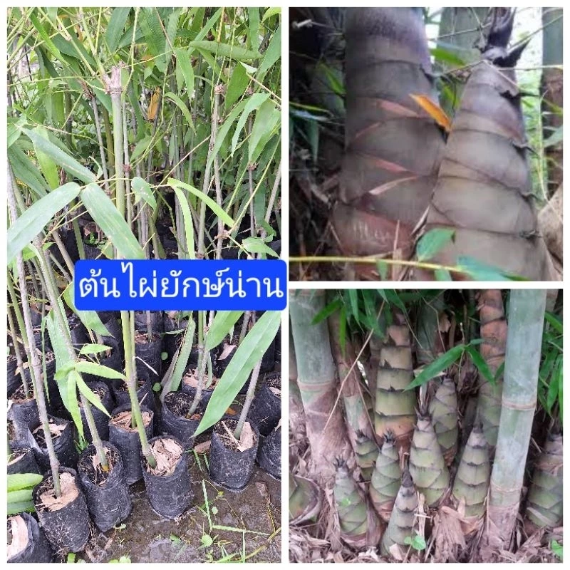 ต้นไผ่ยักษ์น่านแท้💯(ตอนกิ่งแขนง80-100ซม.)หน่อขนาดใหญ่ รสชาติดีอร่อย