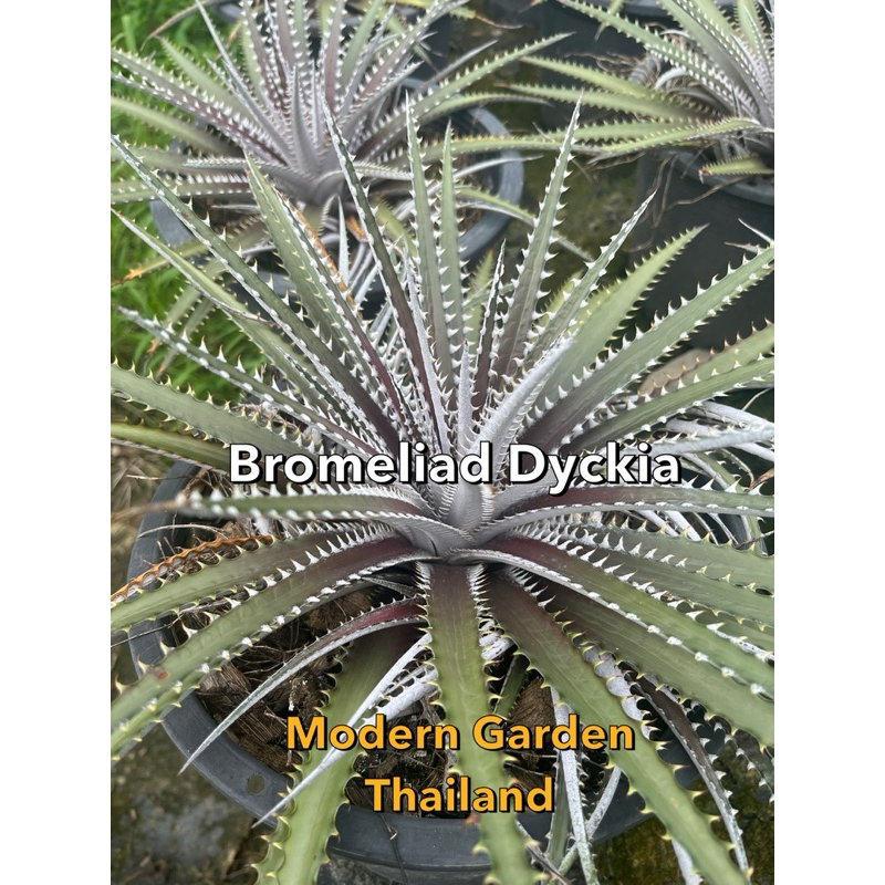 ต้น Bromeliad Dyckia สุดเท่ จากสวนแหล่งผลิตสินค้า