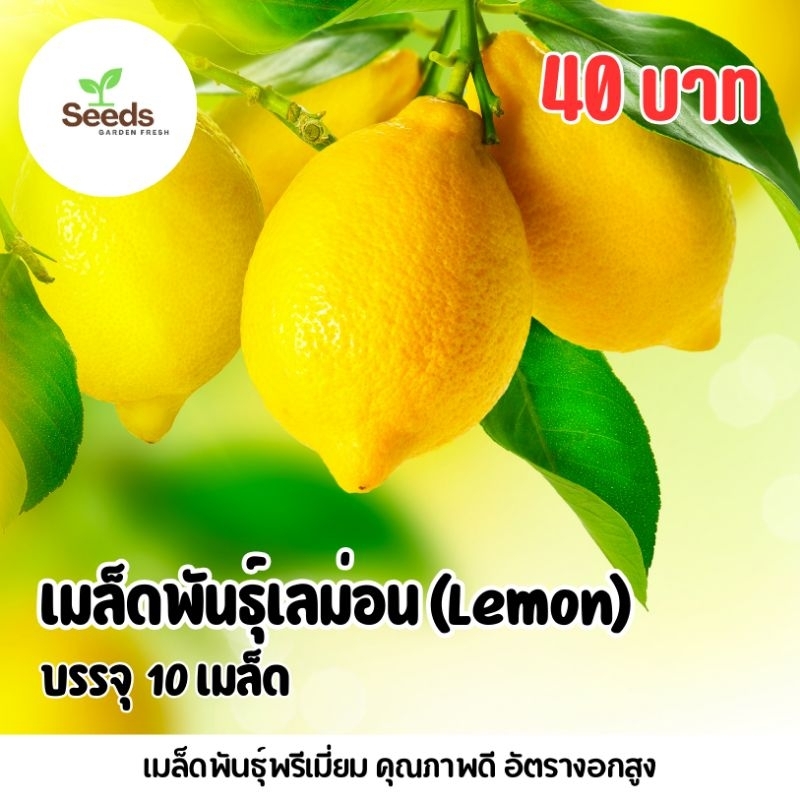 เมล็ดพันธุ์ เลม่อน Lemon บรรจุ 10 เมล็ด