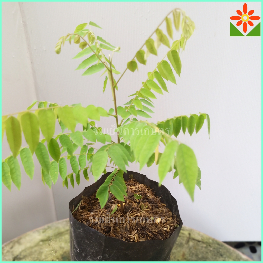 ต้นตะลิงปลิง ถุงเพาะหรือกระถาง ตะลิงปิง เพาะเมล็ด ตะลิงปลิง