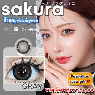 คอนแทคเลนส์ Sakura Gray - Wink Lens / Pitchy Lens / Pretty D…