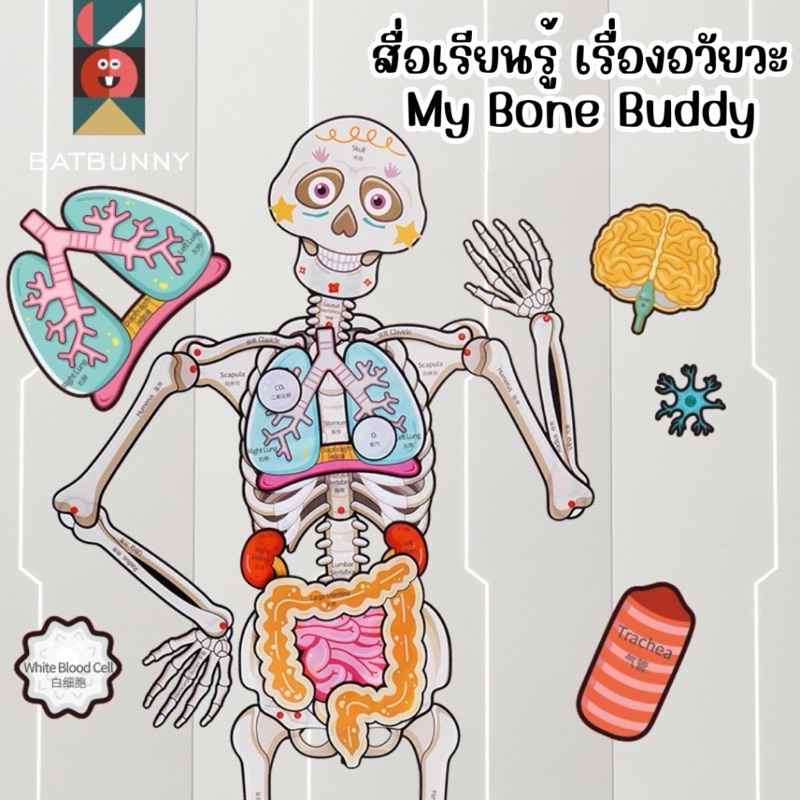 My Bone Buddy สื่อเรียนรู้เรื่องอวัยวะ สำหรับเด็ก