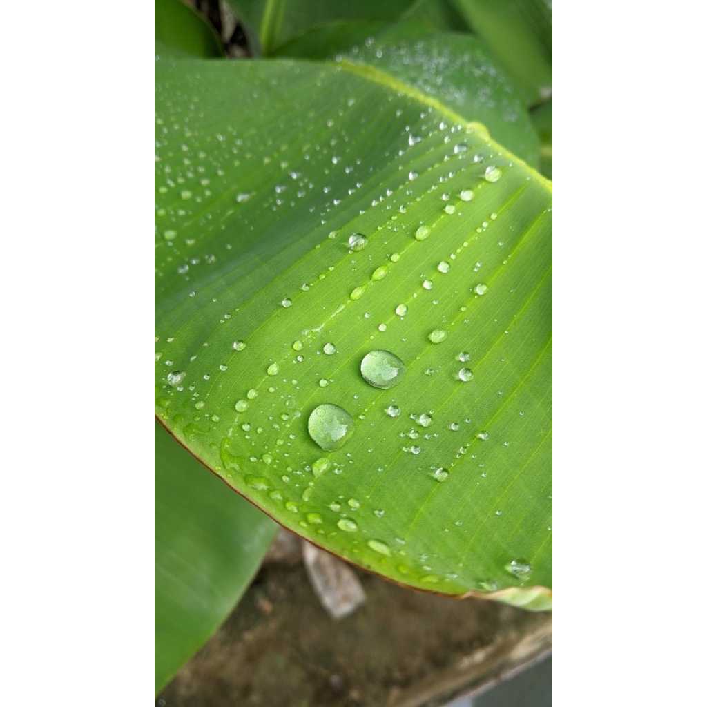 ใบตองสด ใบกล้วยน้ำว้า ขนาดครึ่งกิโลกรัม