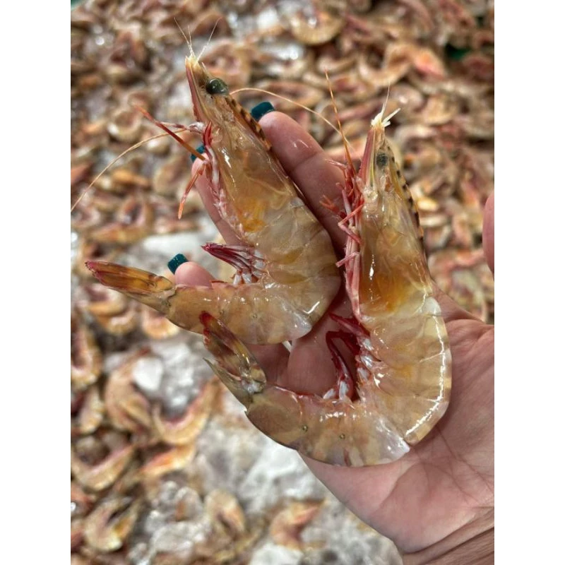 กุ้งลายเสือขาวไซส์ 25-35ตัวต่อโล งานเรือลาก เป็นกุ้งทะเลธรรมชาติหัวจะหลุดคอหลวม กว่ากุ้งเลี้ยงนะครับ ขายแพ็คละ1กิโลกรัม
