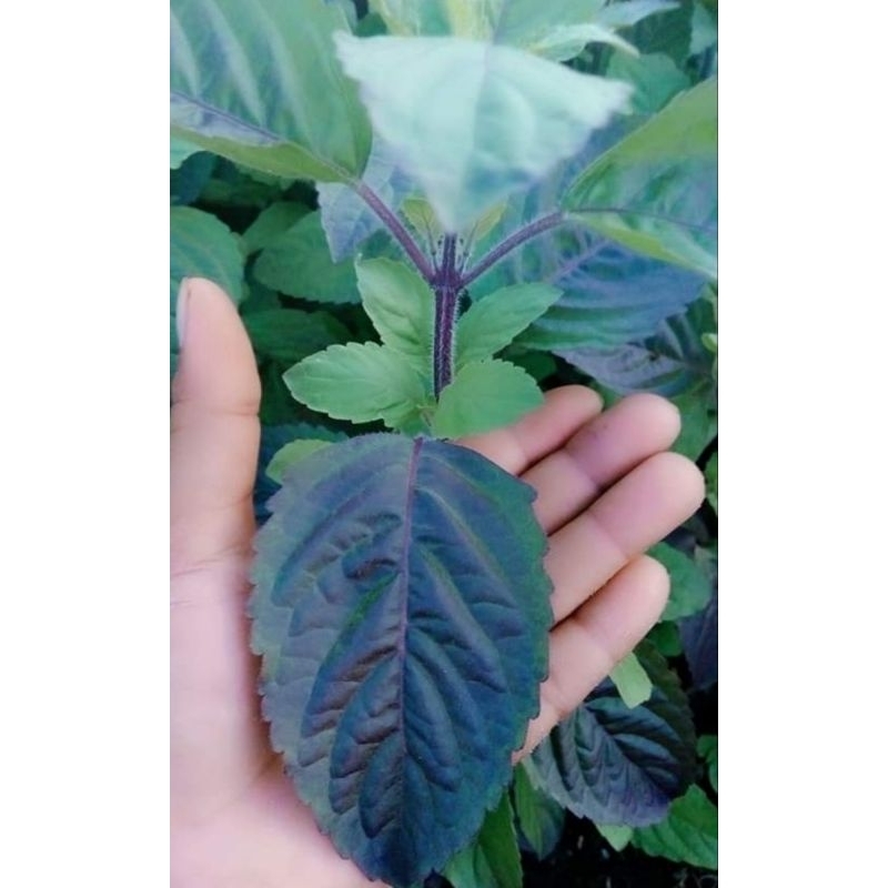เมล็ดพันธุ์กระเพราแดงม่วงใบใหญ่สีออกแดงม่วงใบใหญ่(ตามภาพ)