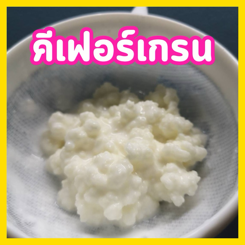 คีเฟอร์เกรน Kefir grains สายพันธุ์ตุรกี รสชาติละมุนลิ้น ทานง่าย เหมาะสำหรับผู้เริ่มต้นเลี้ยง
