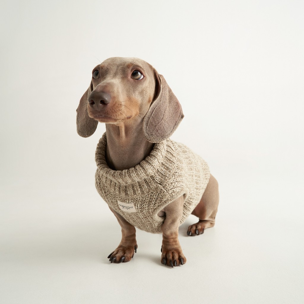 Midnight Layer - Knitwear Collection - เสื้อผ้าสัตว์เลี้ยง (LATTE)