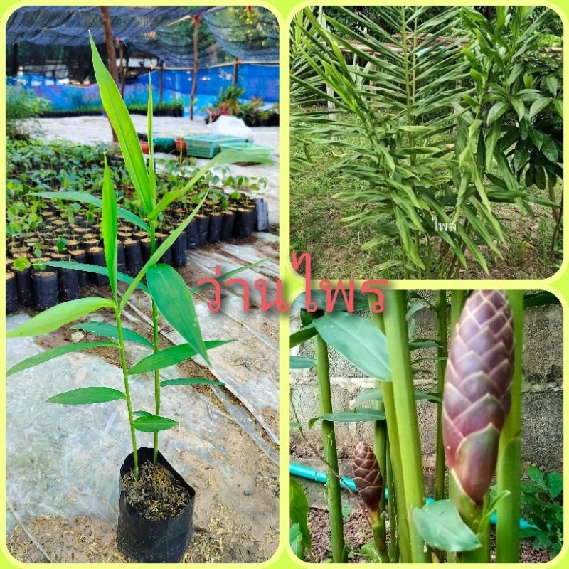 ต้นว่านไพล ว่านไฟ สมุนไพรโบราณหายาก พร้อมปลูก