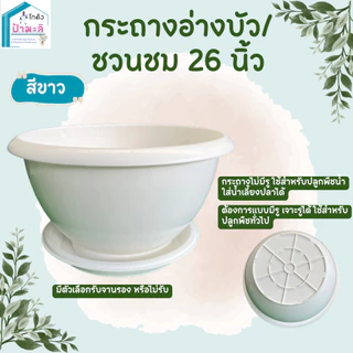 อ่างบัว กระถางชวนชม ขนาด 26 นิ้ว