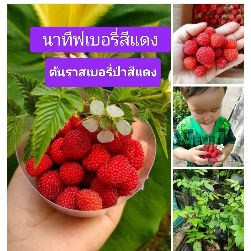 ราสเบอรี่ป่าสีแดง นาทีฟเบอรี่แดง ต้นเพาะเมล็ดสูง20-30 เซนติเมตรเมตรชุด1 ต้น