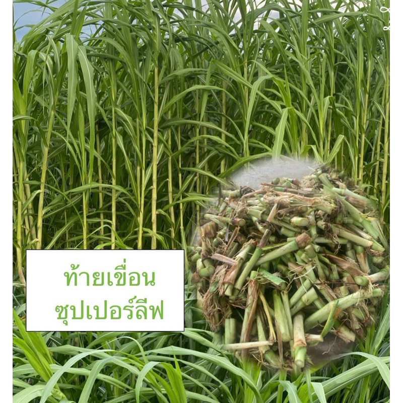 พันธุ์หญ้าท้ายเขื่อนซุปเปอร์ลีฟ300ท่อน แท้💯% สวยสมบูรณ์ โตไวใบดก