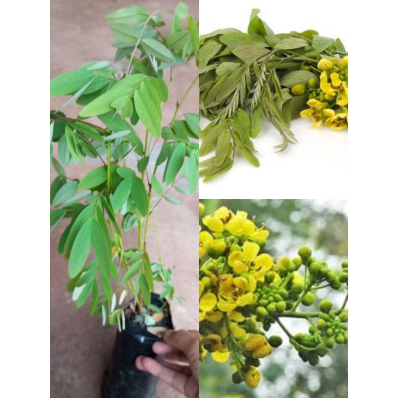 ต้นขี้เหล็กยอดขาว(ซื้อ 5แถม 1ถุง)ดอกและใบอ่อนรสขมใช้ประกอบอาหารได้มีสรรพคุณทางยา